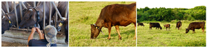 Cattle equipped with PETER at Sakura Farm in grazing field