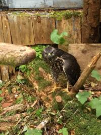 Injured Juvenile Goshawk