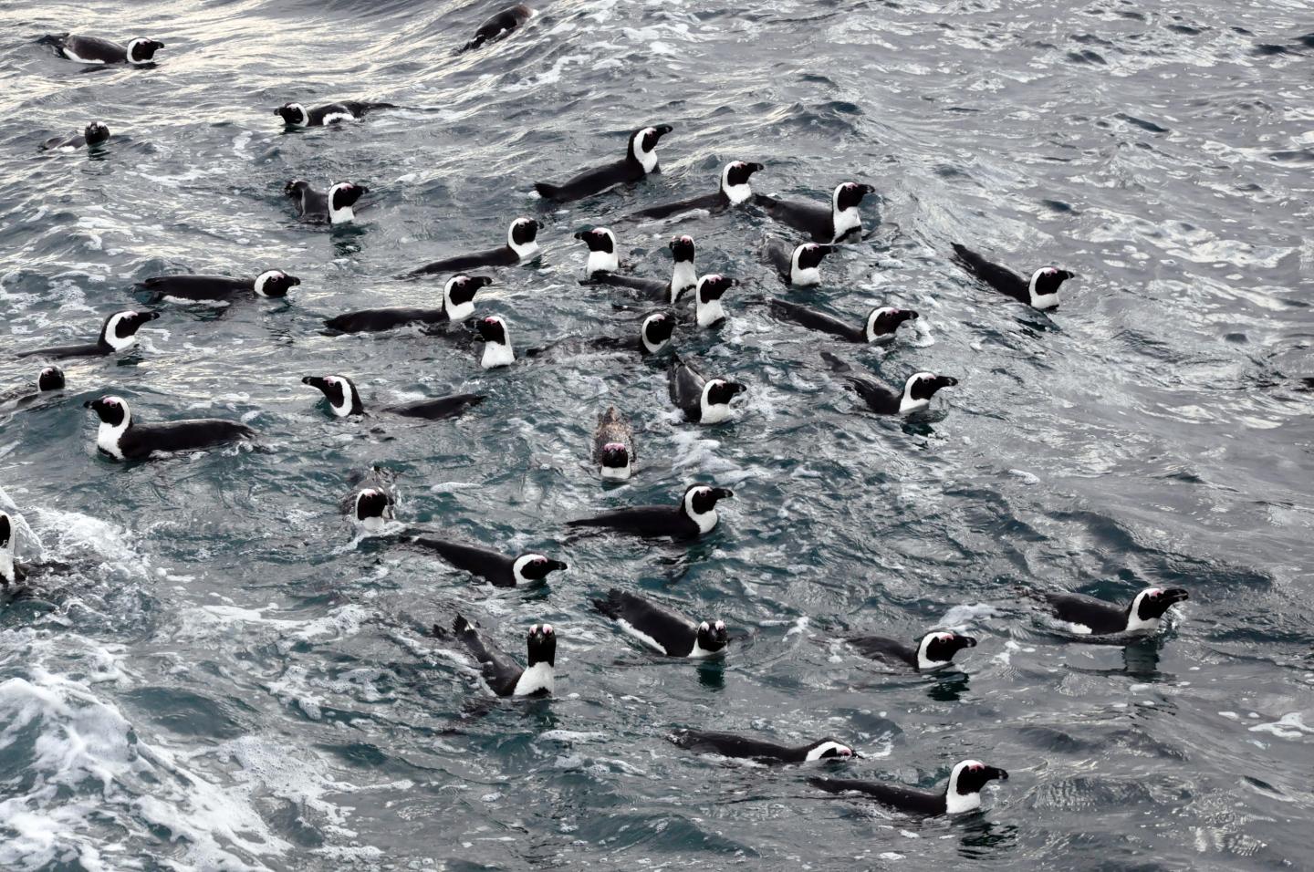 African Penguins (1 of 3)