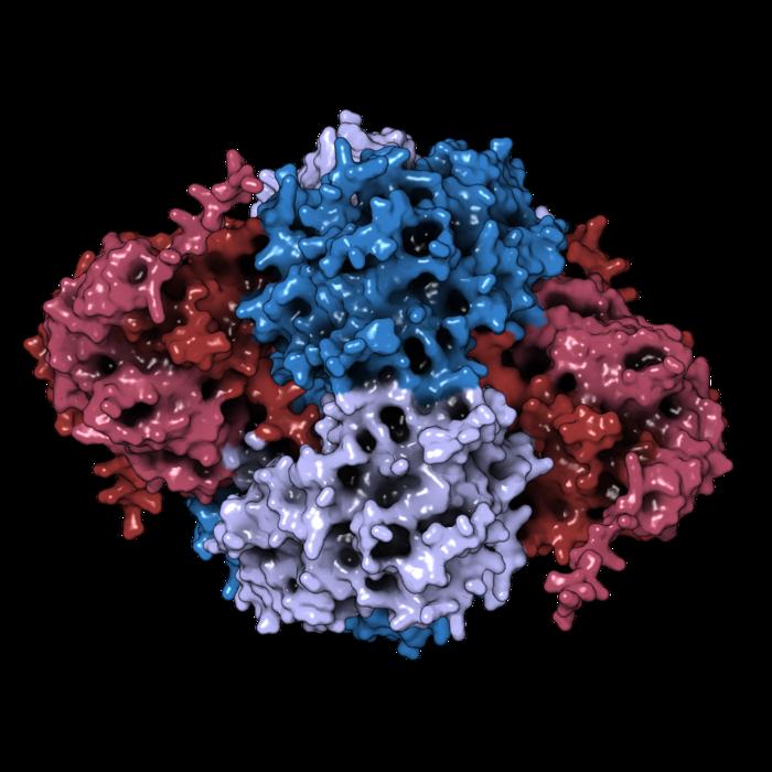 Alphafold interaction prediction between NUDT5 dimers (red) and PPAT tetramer (blue) © Tuan-Anh Nguyen