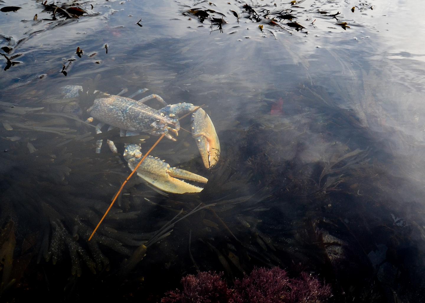 European lobster