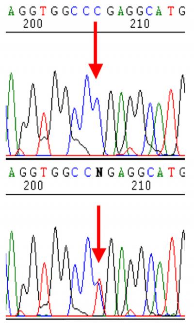 Cleft FGF Image