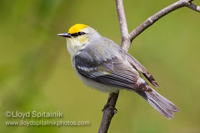 Brewster's Warbler