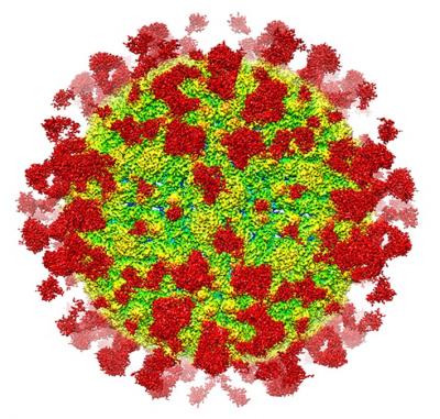 Structure of ZIKV in Complex with Fab ZIKV-195