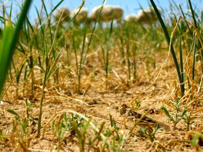 Locusts Prefer Geavily Grazed Dields