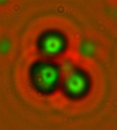 Cold Fusion