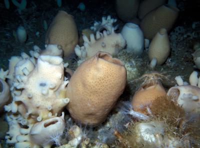 Glass Sponges