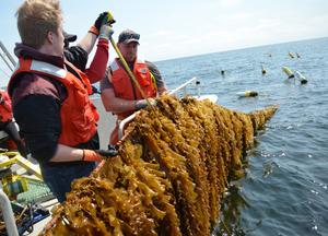 Kelp farming resource feature