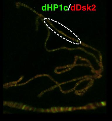 Chromosomes