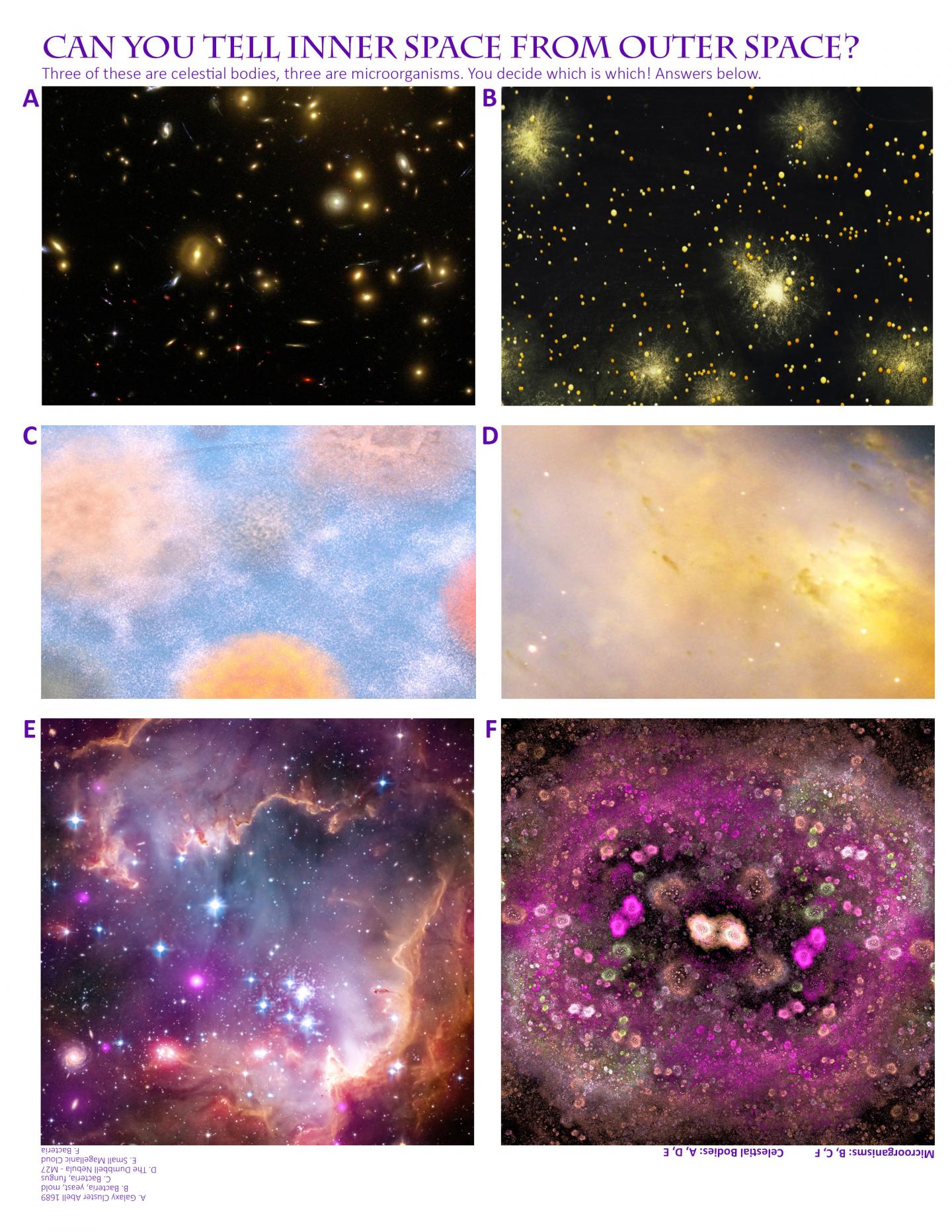 10 to 1: Bugs Win in NASA Study, 1-Year Mission Video Miniseries Highlights Microbes