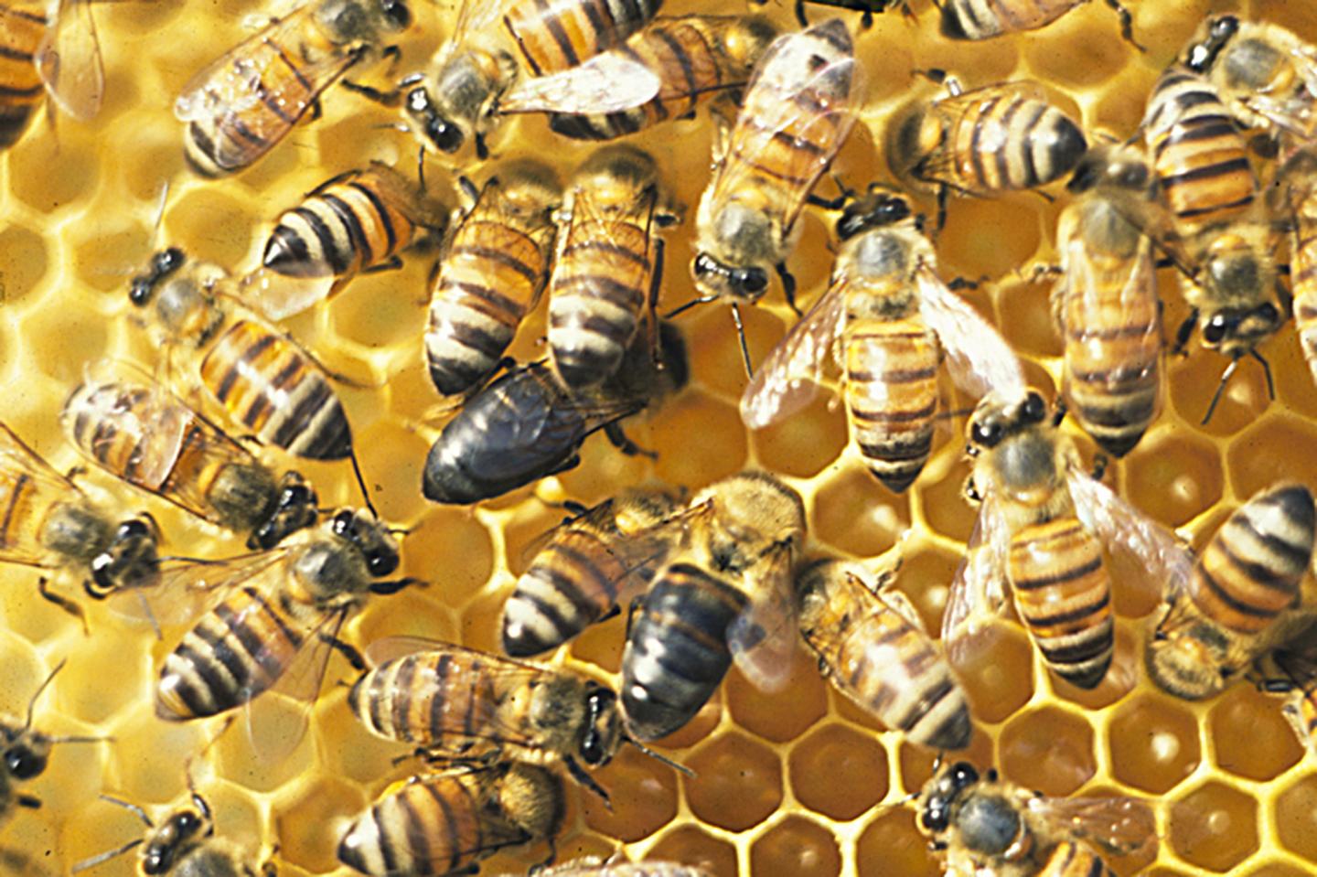 South African Cape Bees