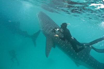 Scientists Using Holiday Snaps to Identify Whale Sharks (3 of 3)