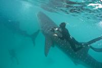 Scientists Using Holiday Snaps to Identify Whale Sharks (3 of 3)