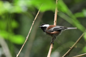 chestnut-backed chickadee