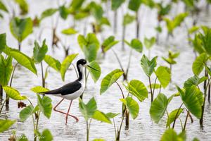 Ae‘o (Hawaiian Stilt)