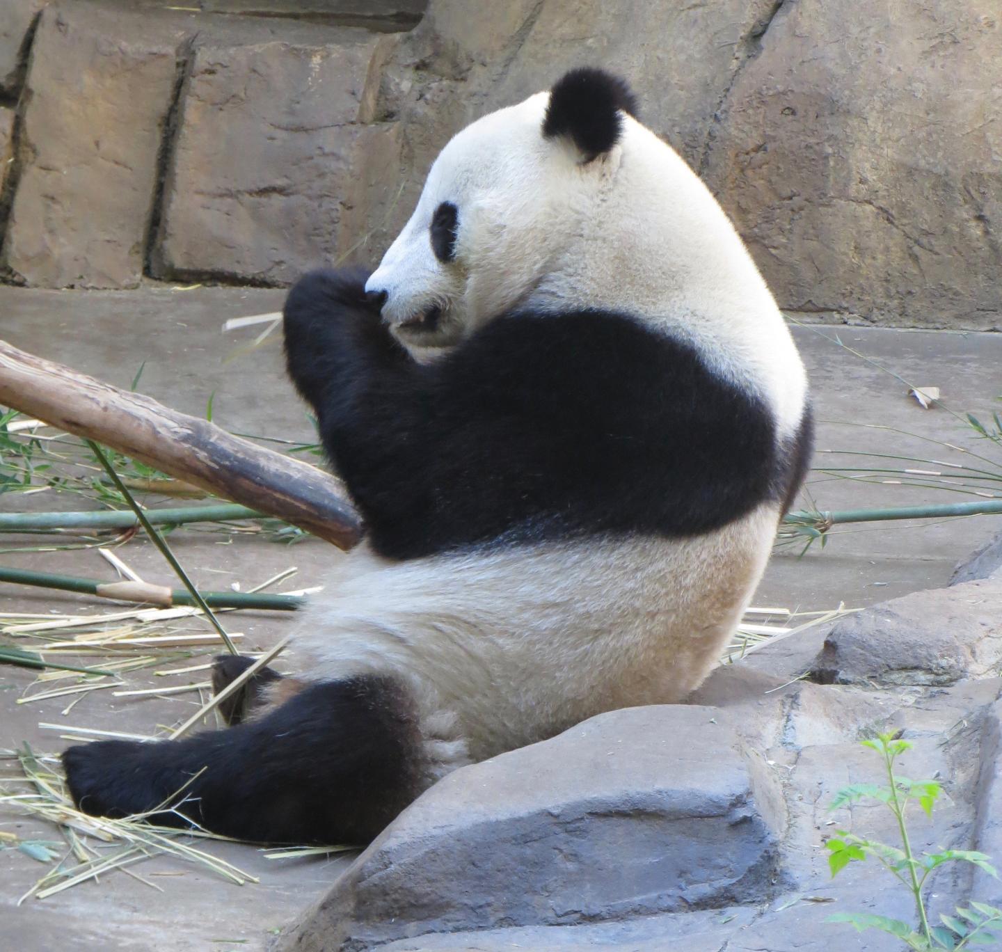 Giant Panda