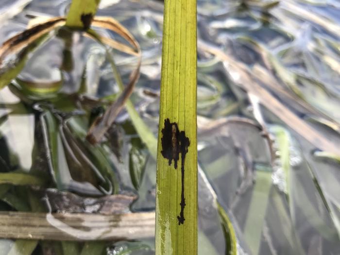 Wasting disease infection