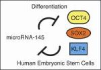 Human Embryonic Stem Cells