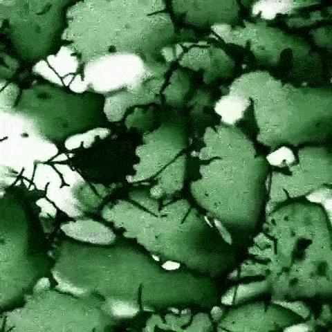 Frog Brain Cells