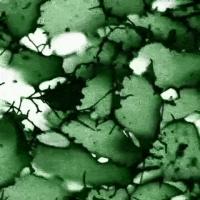 Frog Brain Cells
