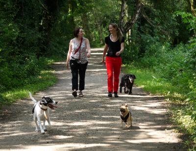 Dog Walking