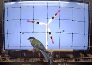 Still image from a video showing a great tit