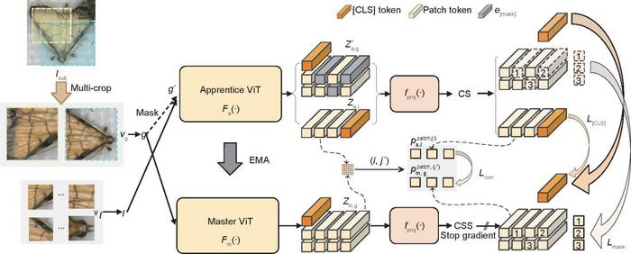 Overview of InsectSSRL framework.