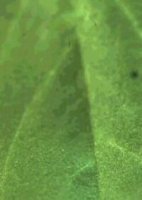 The Impressive Aerial Maneuvers of the Pea Aphid (2 of 3)