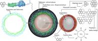 Schematic Representation of the FSN Action in the Colloidal Structure of Bitumen