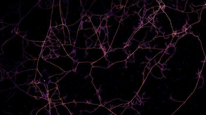 Arbuscular mycorrhizal fungi form delicate networks of mycelium