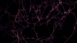 Arbuscular mycorrhizal fungi form delicate networks of mycelium