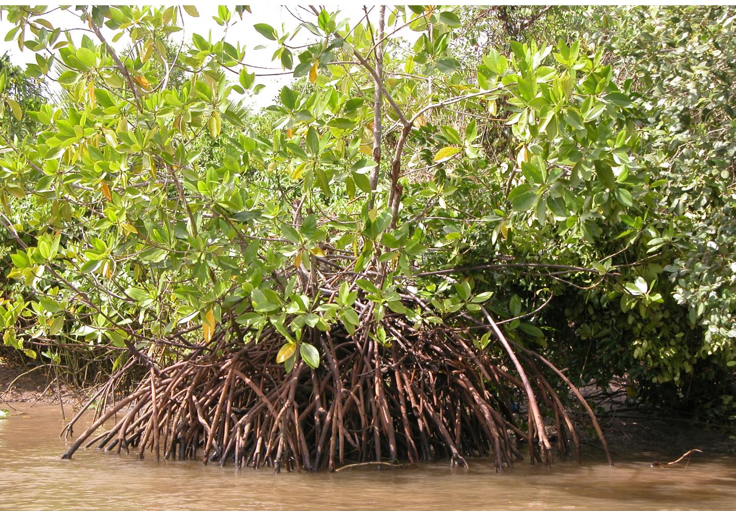 Mangroves