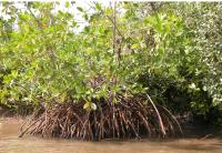 Mangroves
