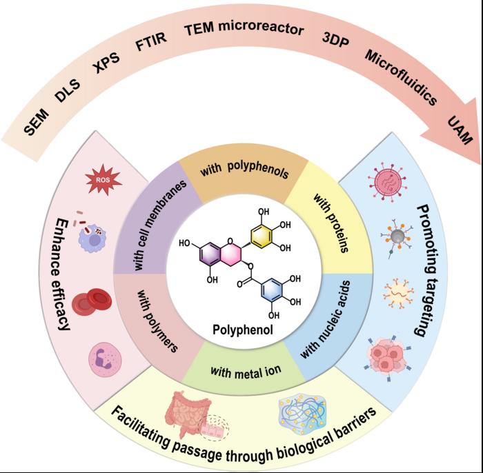 Polyphenol self-assembled drug delivery systems