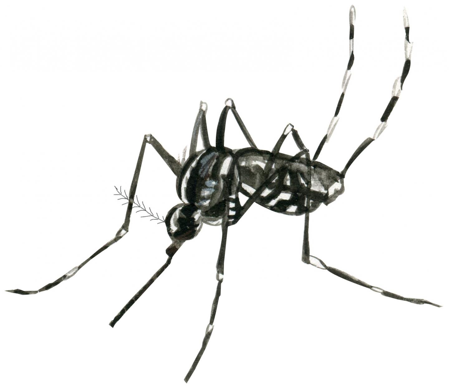 Egg Yolk Precursor Protein Regulates Mosquitoes' Attraction to Humans