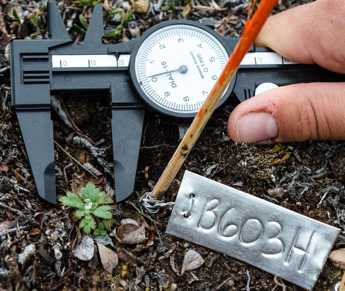 Taking Plant Measurements
