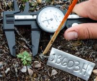 Taking Plant Measurements