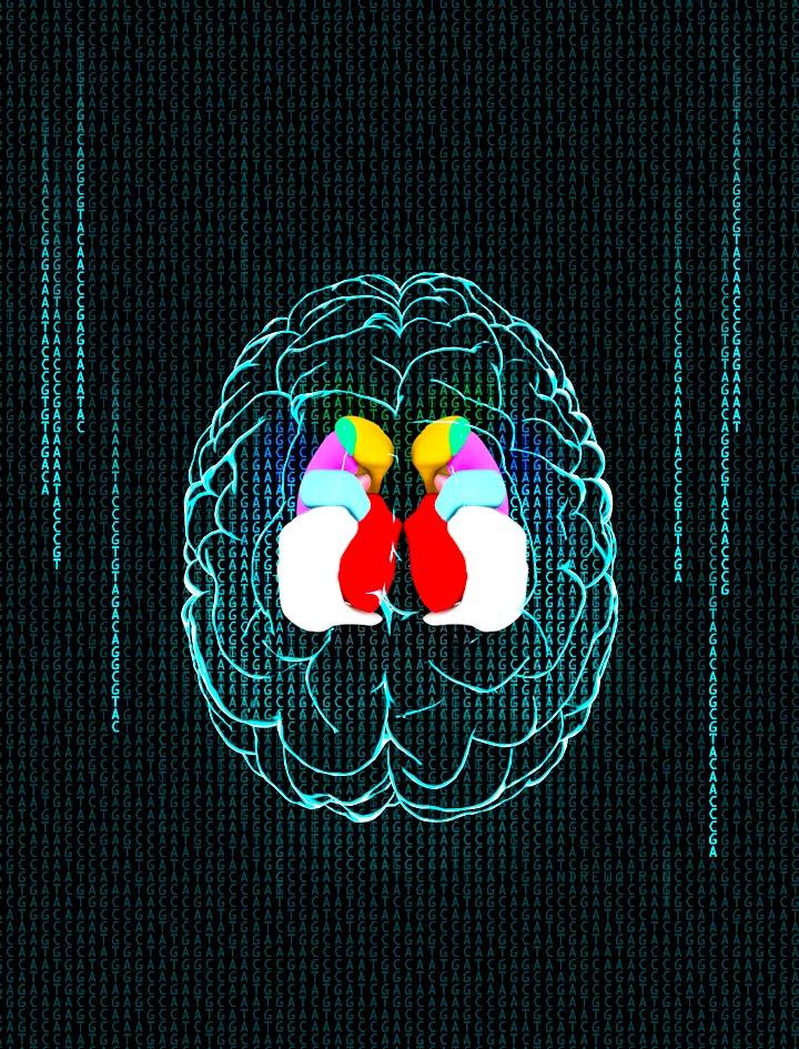 Brain Image
