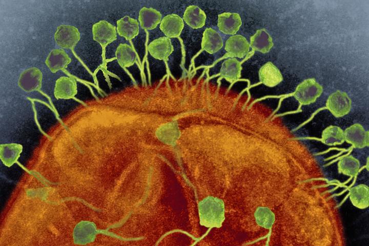 Phages, UC San Diego School of Medicine