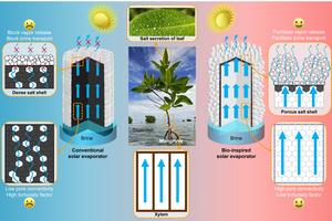 Bio-inspired solar evaporators for stable and efficient desalination of high-salinity brine with zero liquid discharge