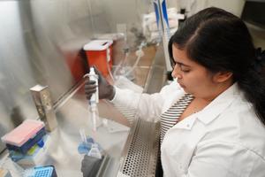 Mrinalini Batra prepares the Toxomplasma gondii parasite for observation in the lab -- credit USF