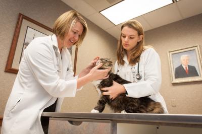 Feline Exam