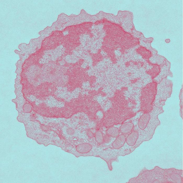 Electron microscopy image of young naïve CD8+ T cells