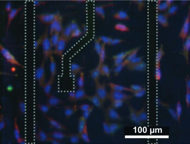 Cells on the Chip