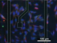 Cells on the Chip