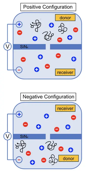The team found that two polyzwitterions, PSBMA and PMPC, acted as if they were charged particles, even though each carries an overall neutral charge.
