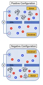 The team found that two polyzwitterions, PSBMA and PMPC, acted as if they were charged particles, even though each carries an overall neutral charge.