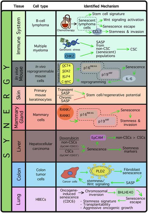 The love and hate relationship between cellular senescence and stemness