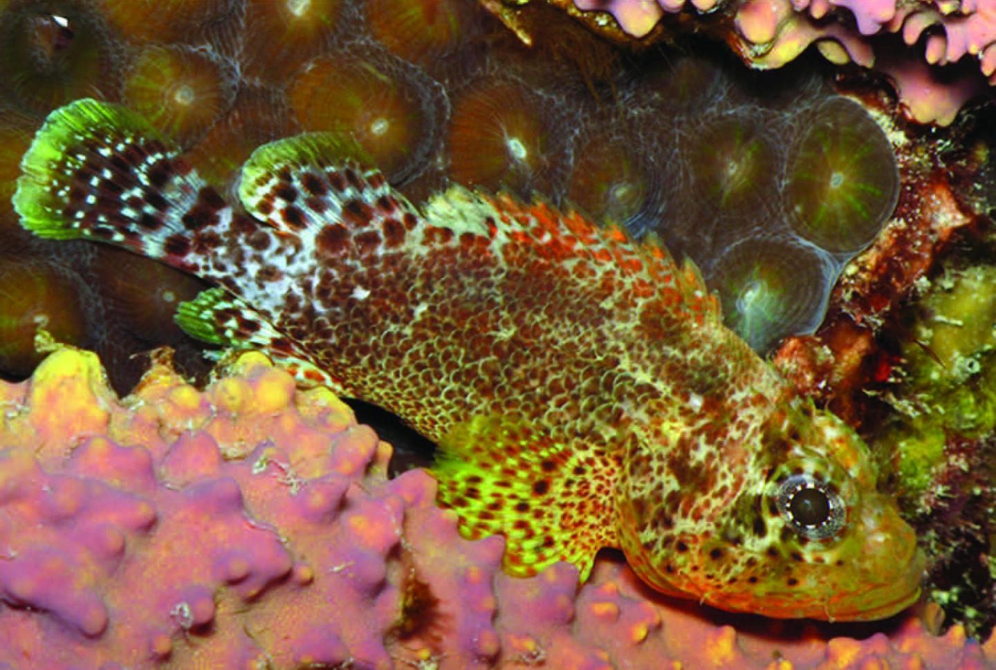 One of the new Scorpionfish' Two western Atlantic Congeners 2