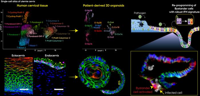 Single-cell atlas of the human uterine cervix